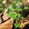 Balsam Siddhalepa 50gr