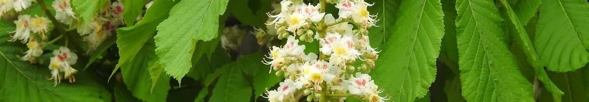 Certyfikaty Siddhalepa 